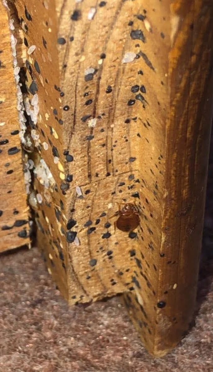 TAILORED PEST CONTROL