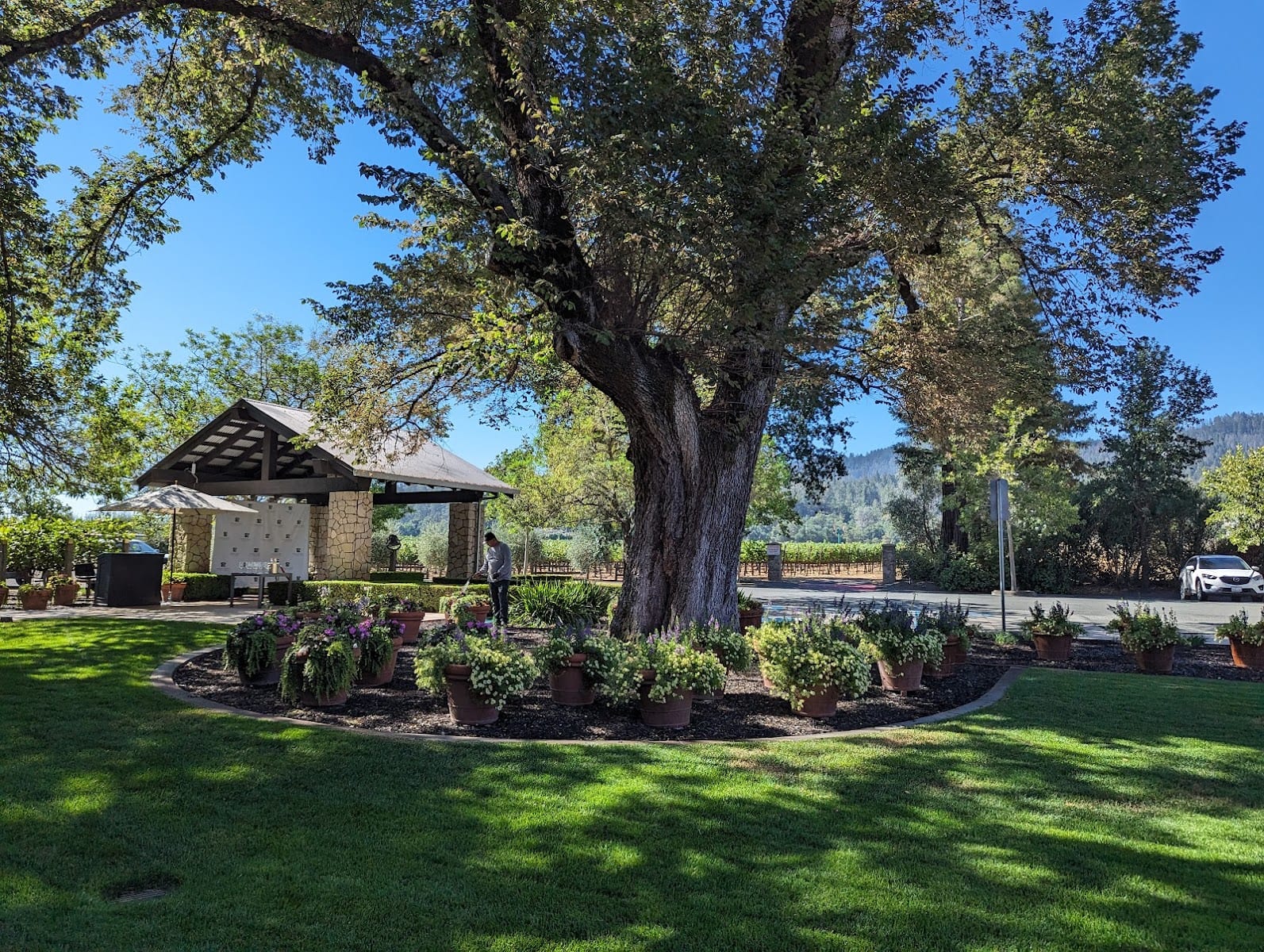 Frank Family Vineyards, photo 3