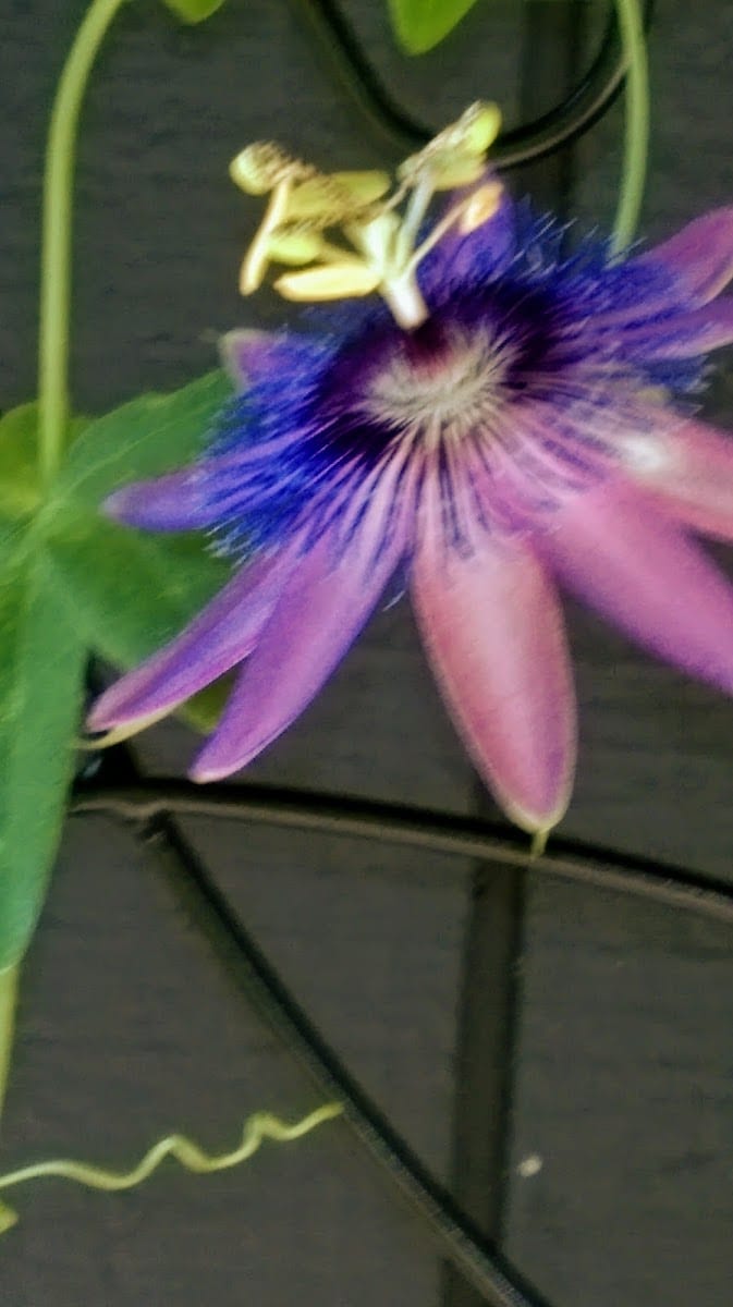 Goldcrest Neighborhood Park, photo 3