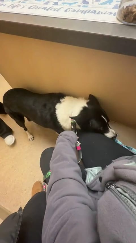 VCA Canada Mills Haven Animal Hospital, photo 4