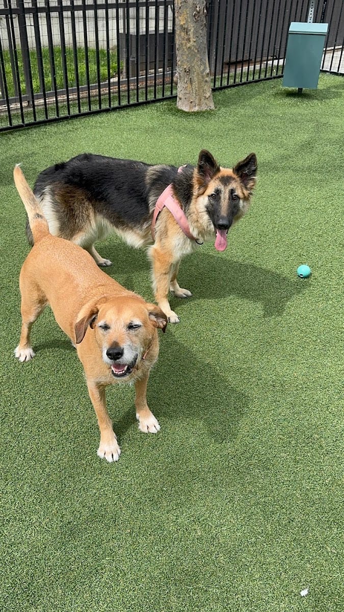 U.N. Plaza Dog Park