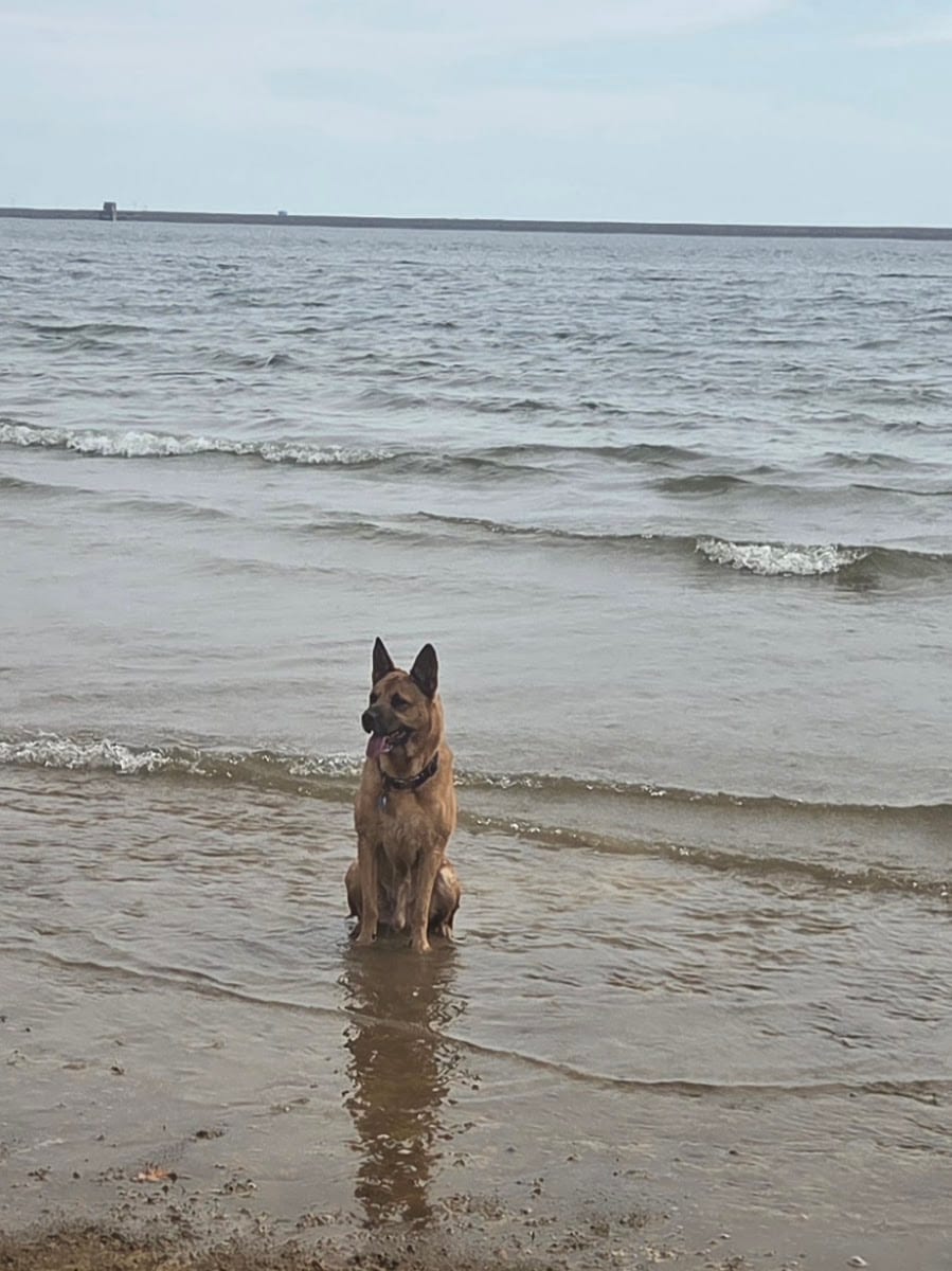 Dog Beach, photo 2
