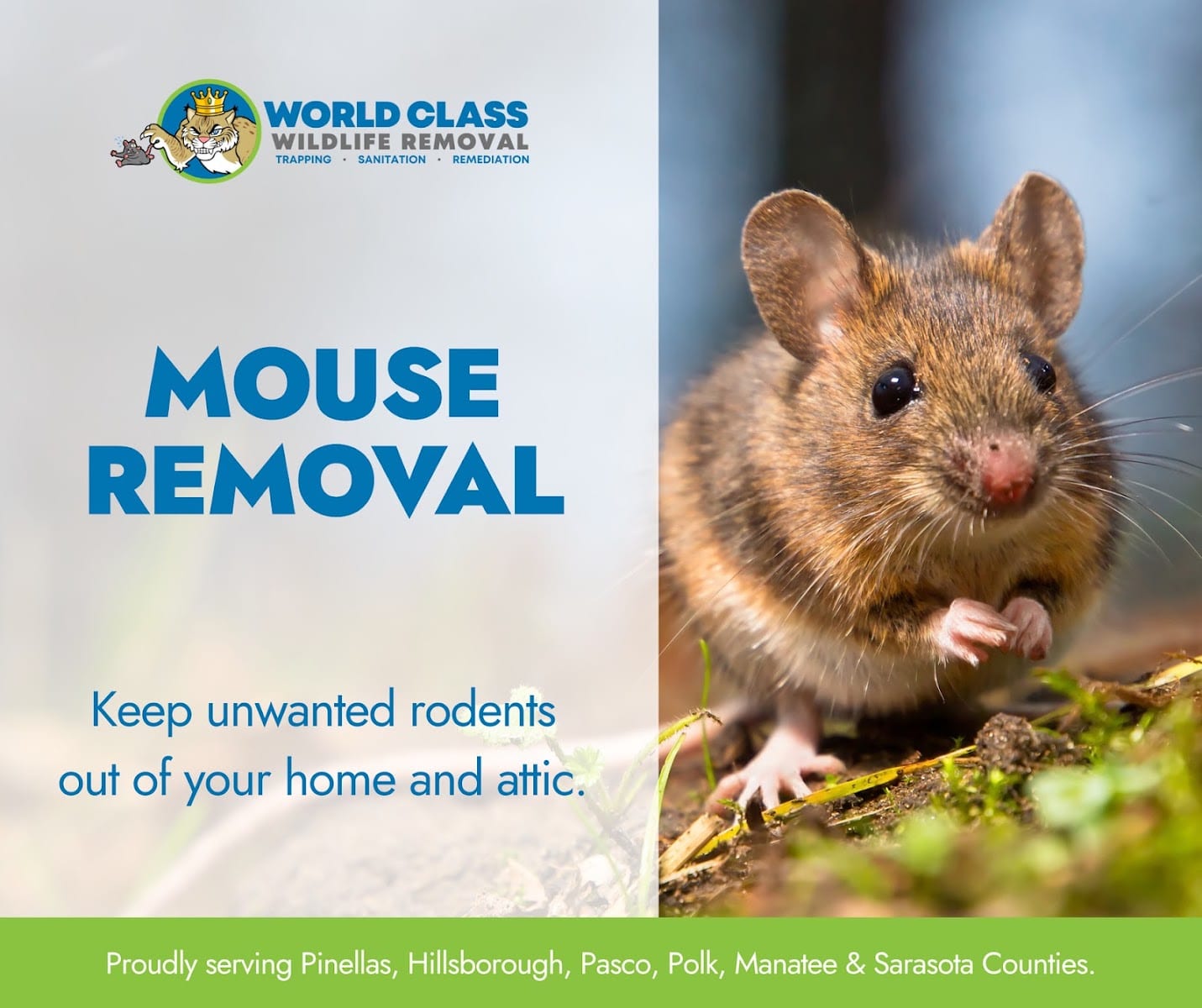 World Class Wildlife Removal & Rodent Remediation