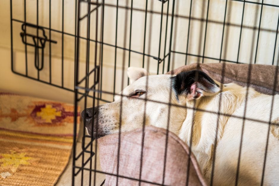 The 3-3-3 Rule for Rescue Dogs: A Helpful Guide, Not a Deadline