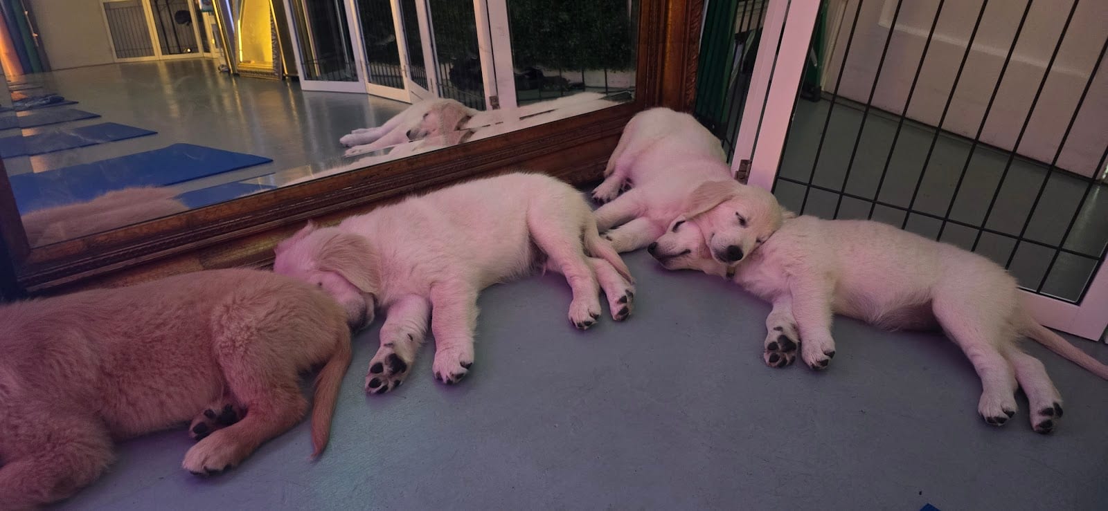 Puppy Yoga Scottsdale (Puppies Yoga)