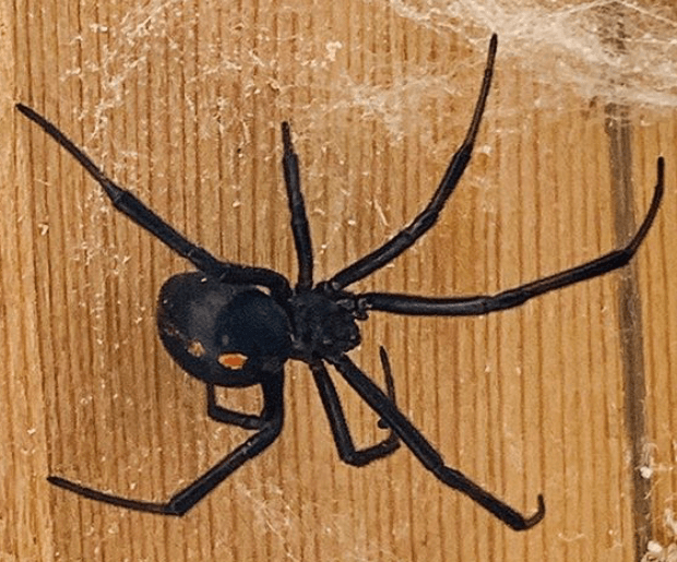 Mountain West Pest Control, photo 3