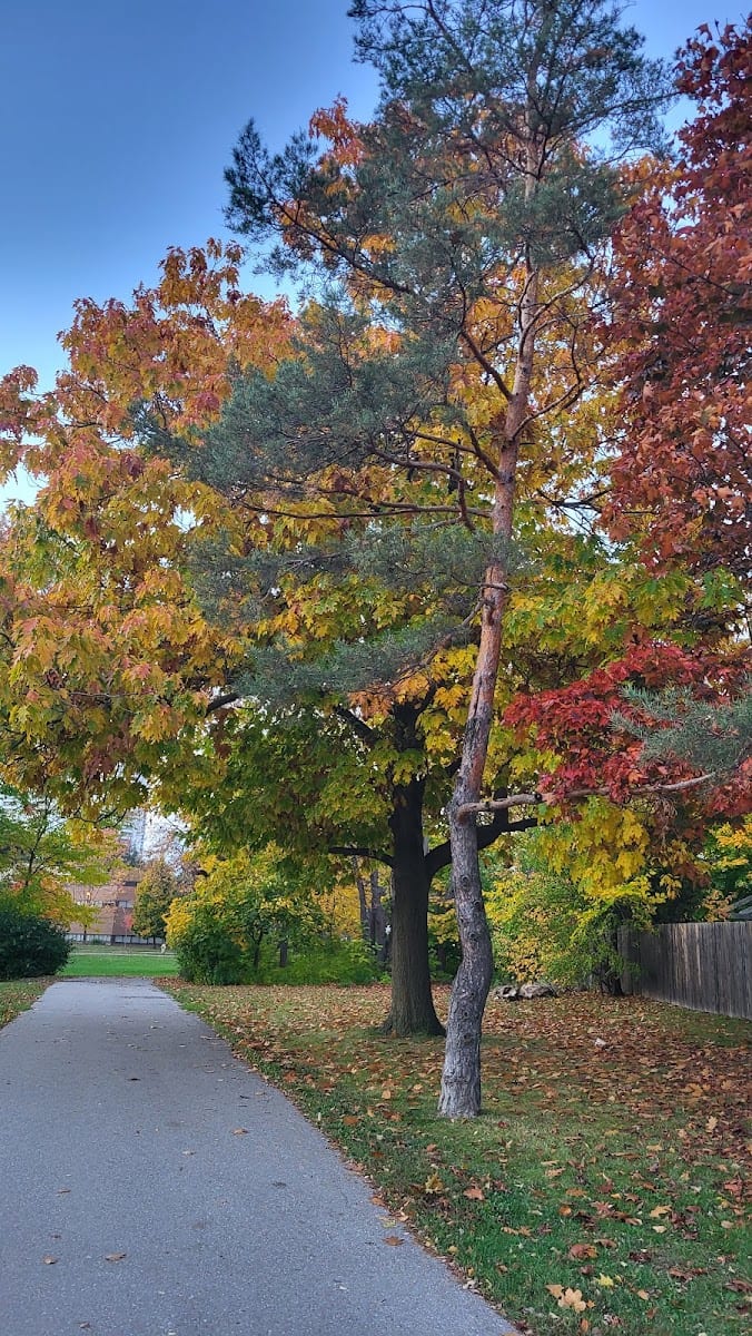 Graydon Hall Park