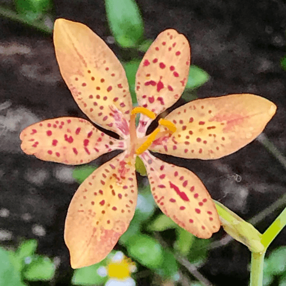 The Midnite Garden, photo 3