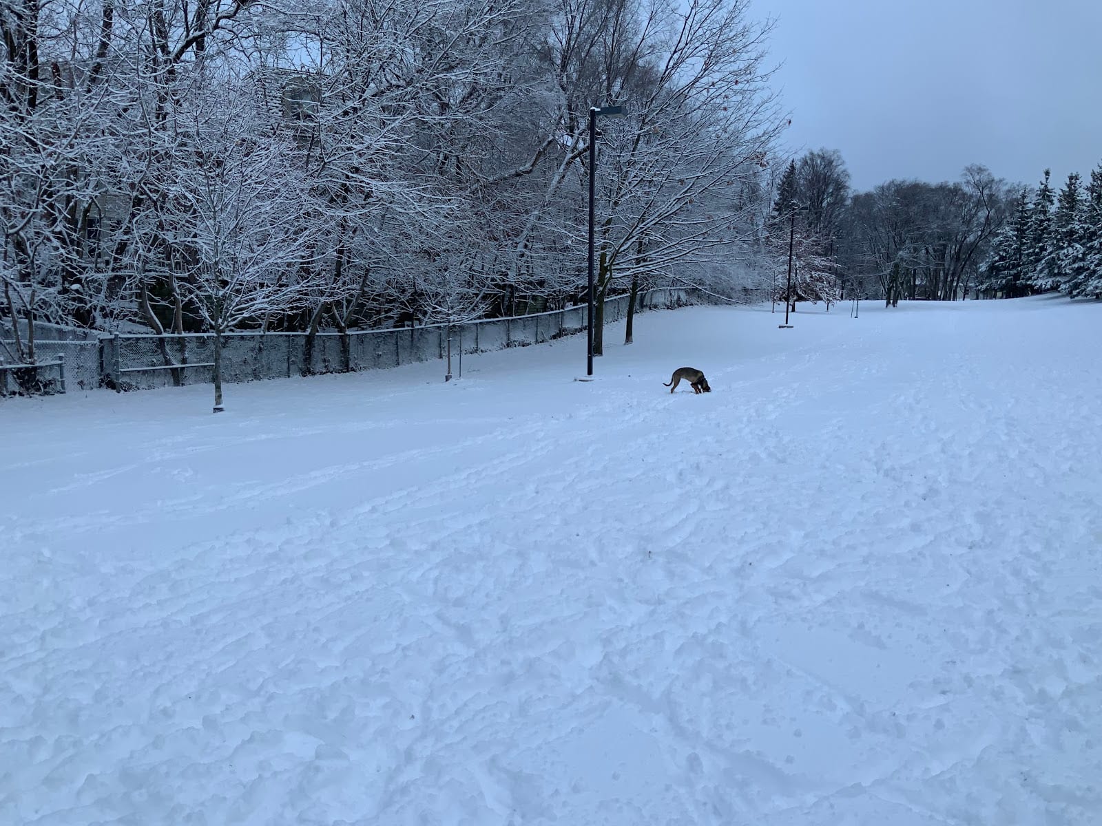 Pocket Designated Off-Leash Area, photo 3