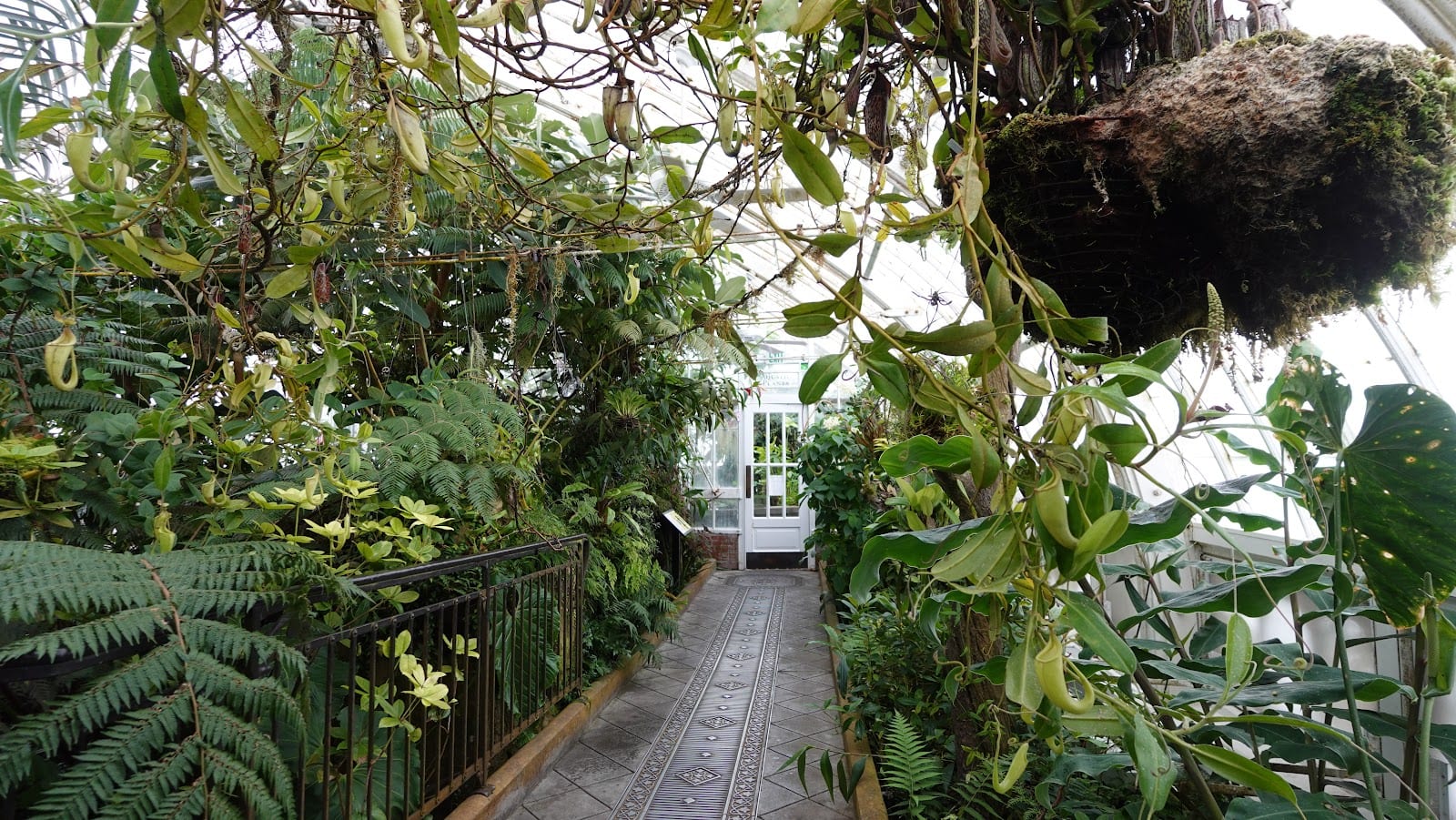 Conservatory of Flowers, photo 3