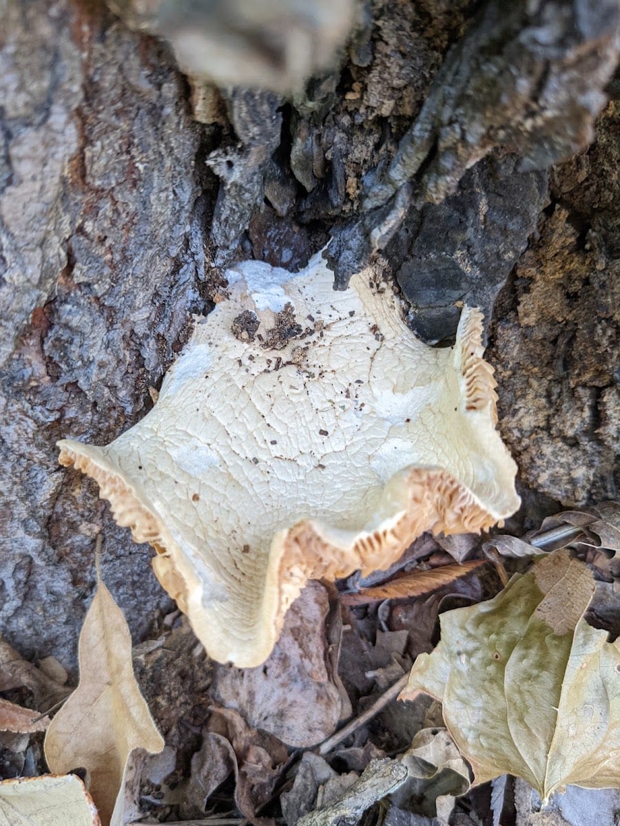 Wichita Forest, photo 2