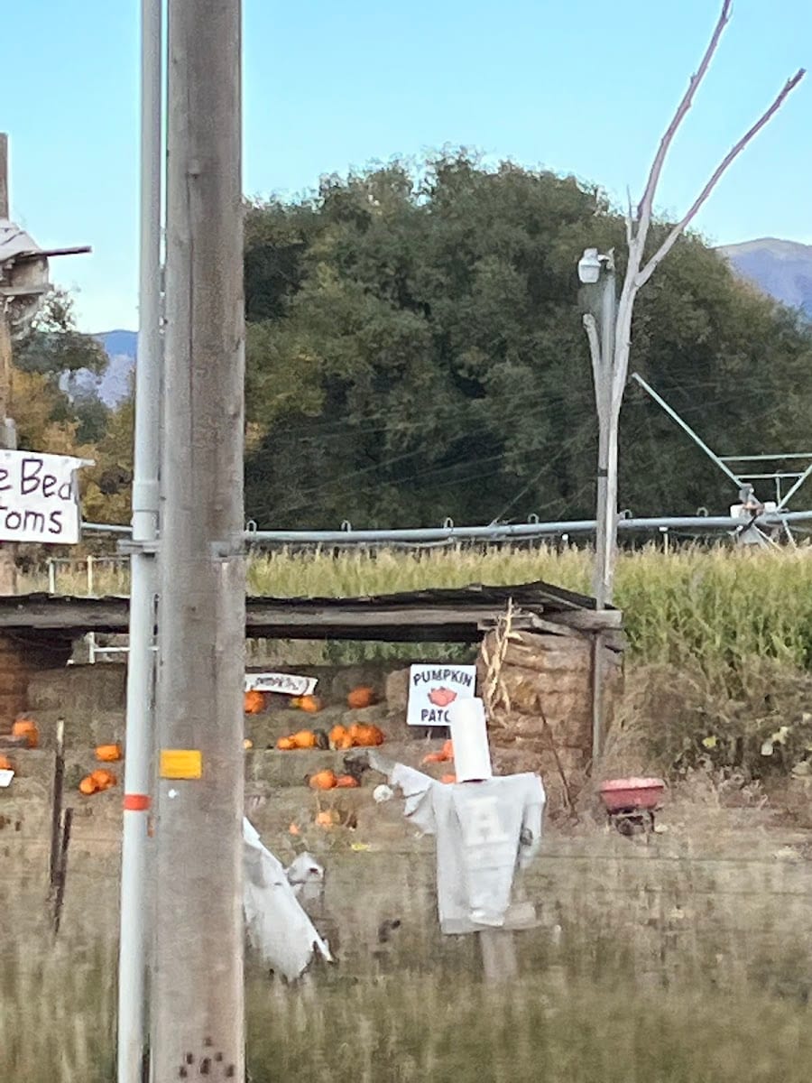 Corn maze
