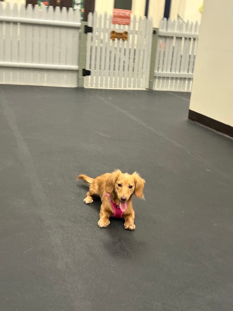 Chow Bella, photo 3