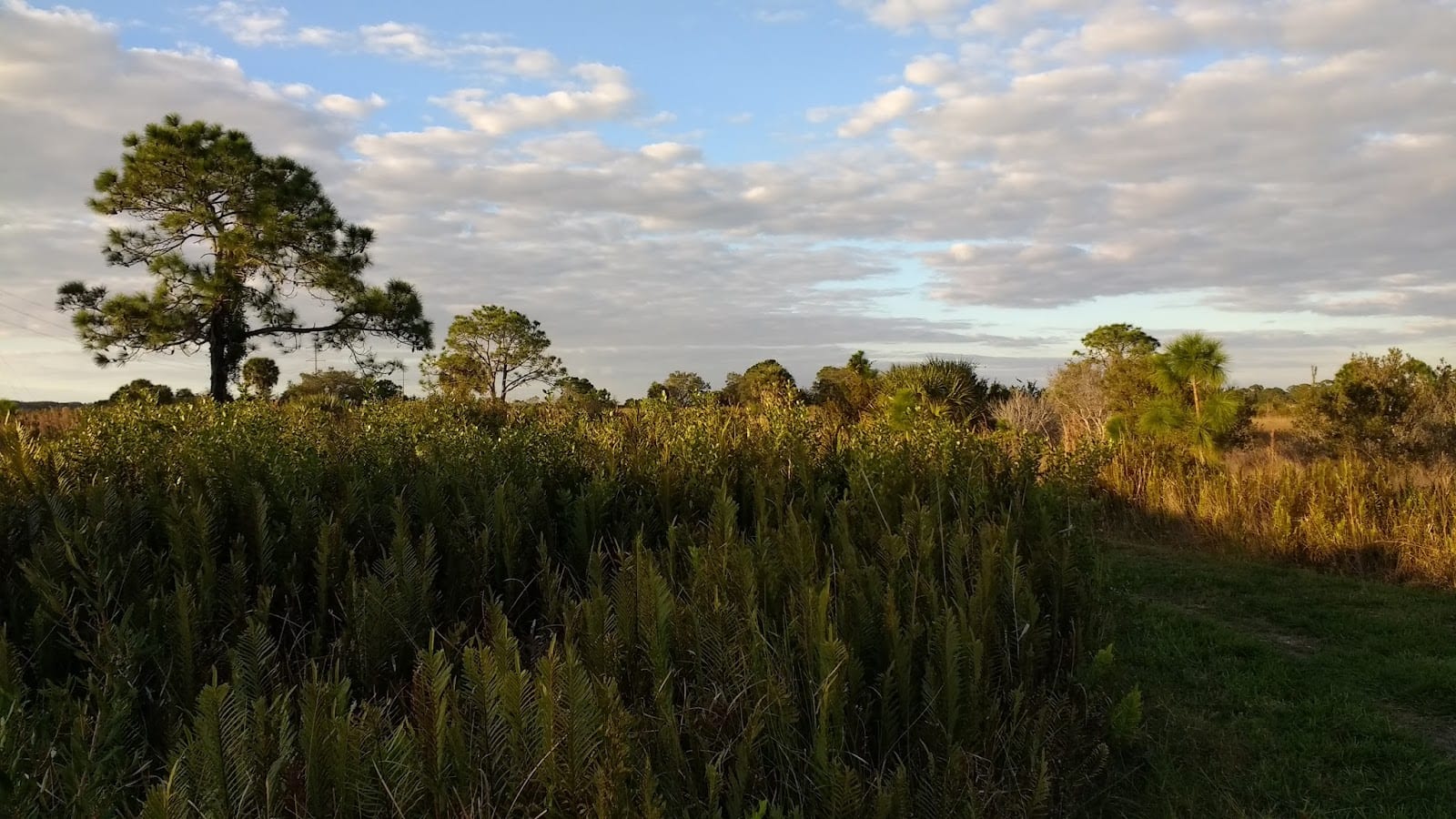 Scherer Thaxton Preserve, photo 3