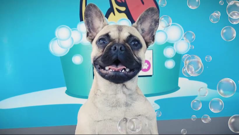 Blitz Car Spa & Dog Wash Northern Beaches, photo 3