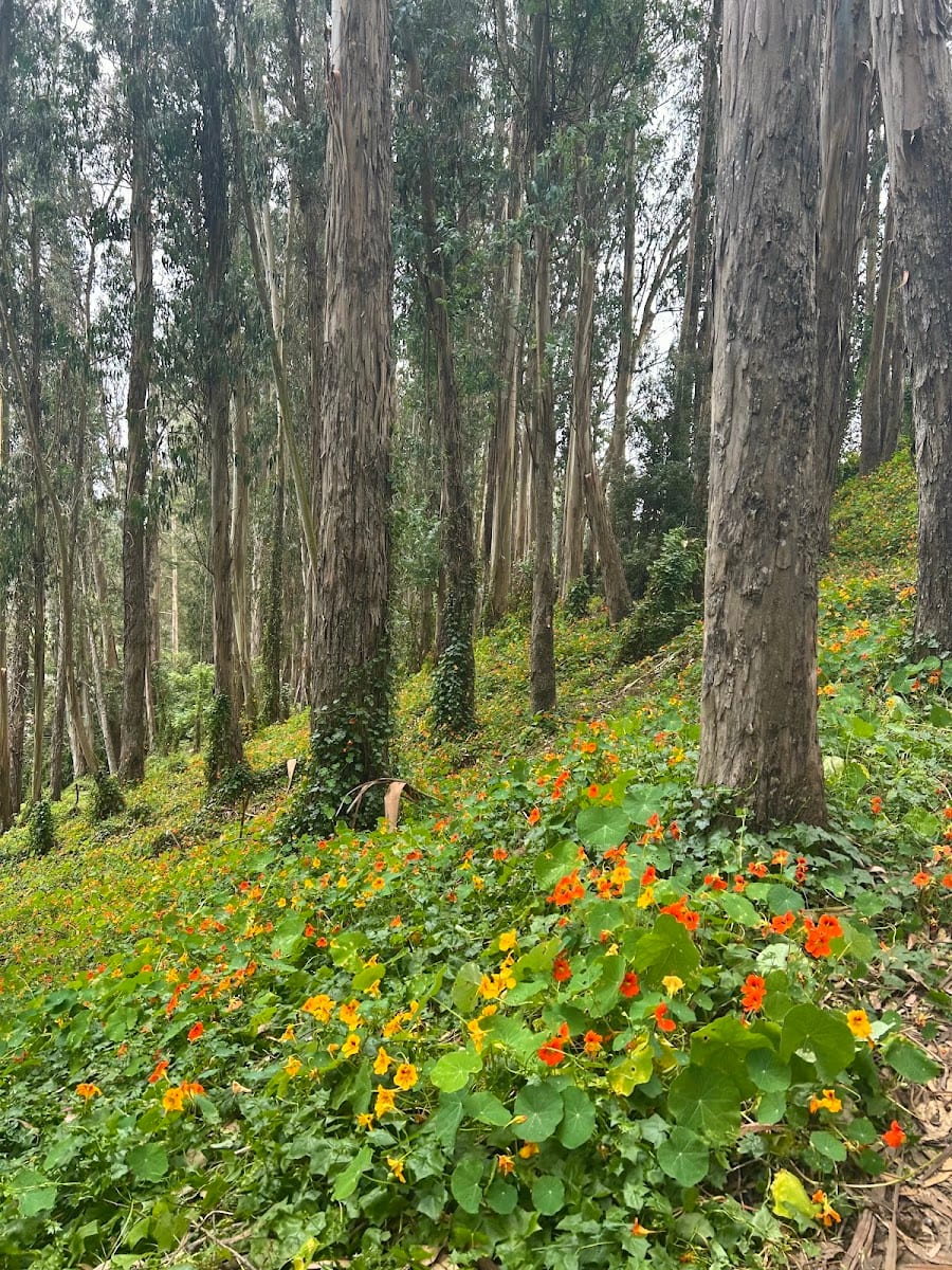Stern Grove Park, photo 3