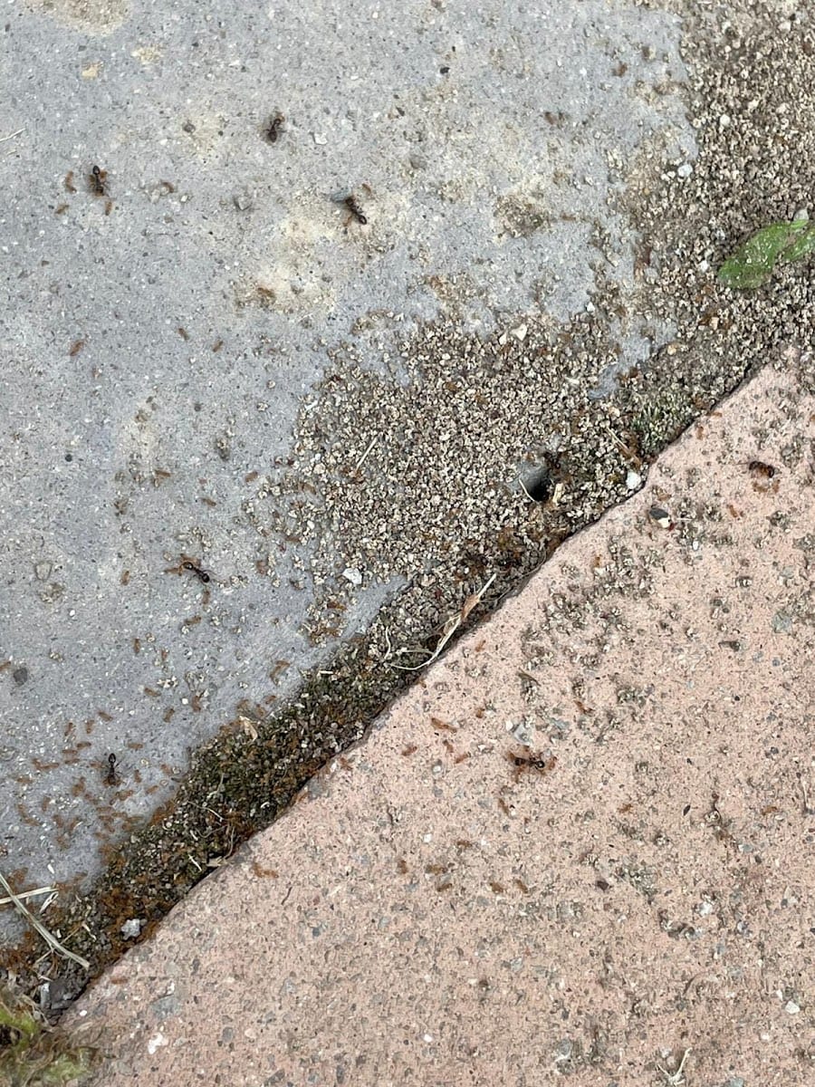 Pest Control Markham, photo 3