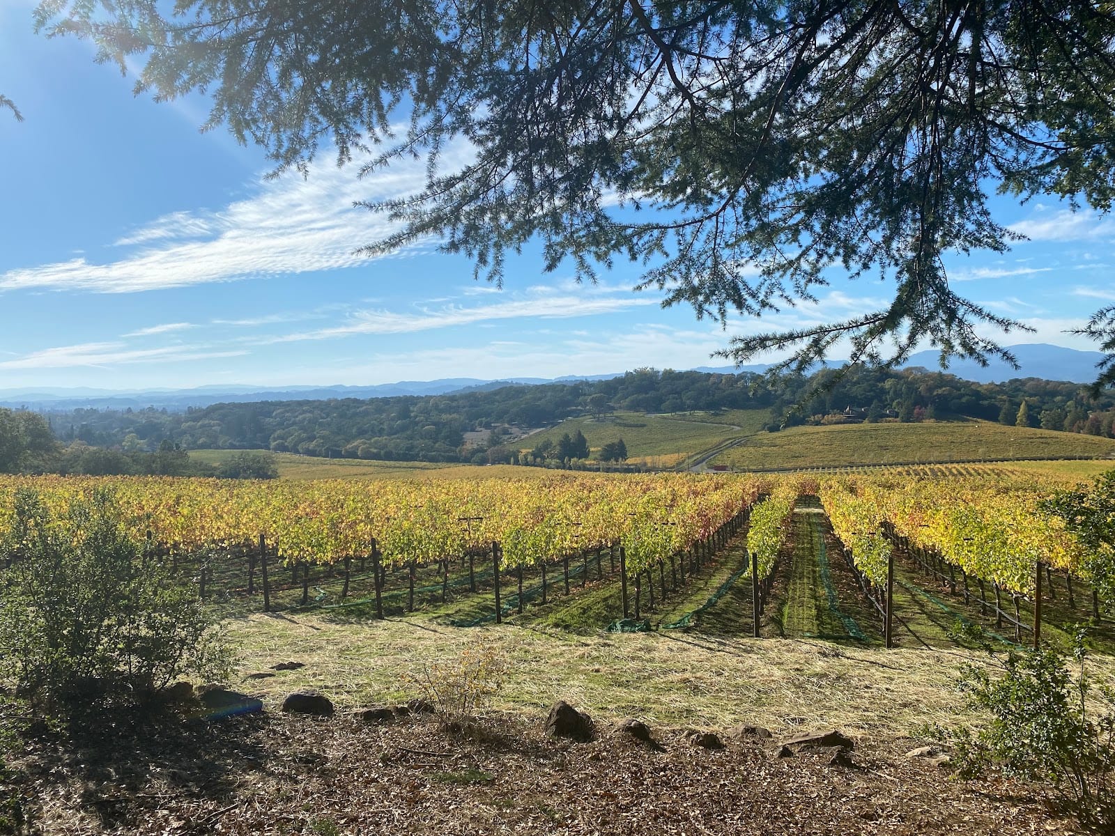 Farella Vineyard, photo 4