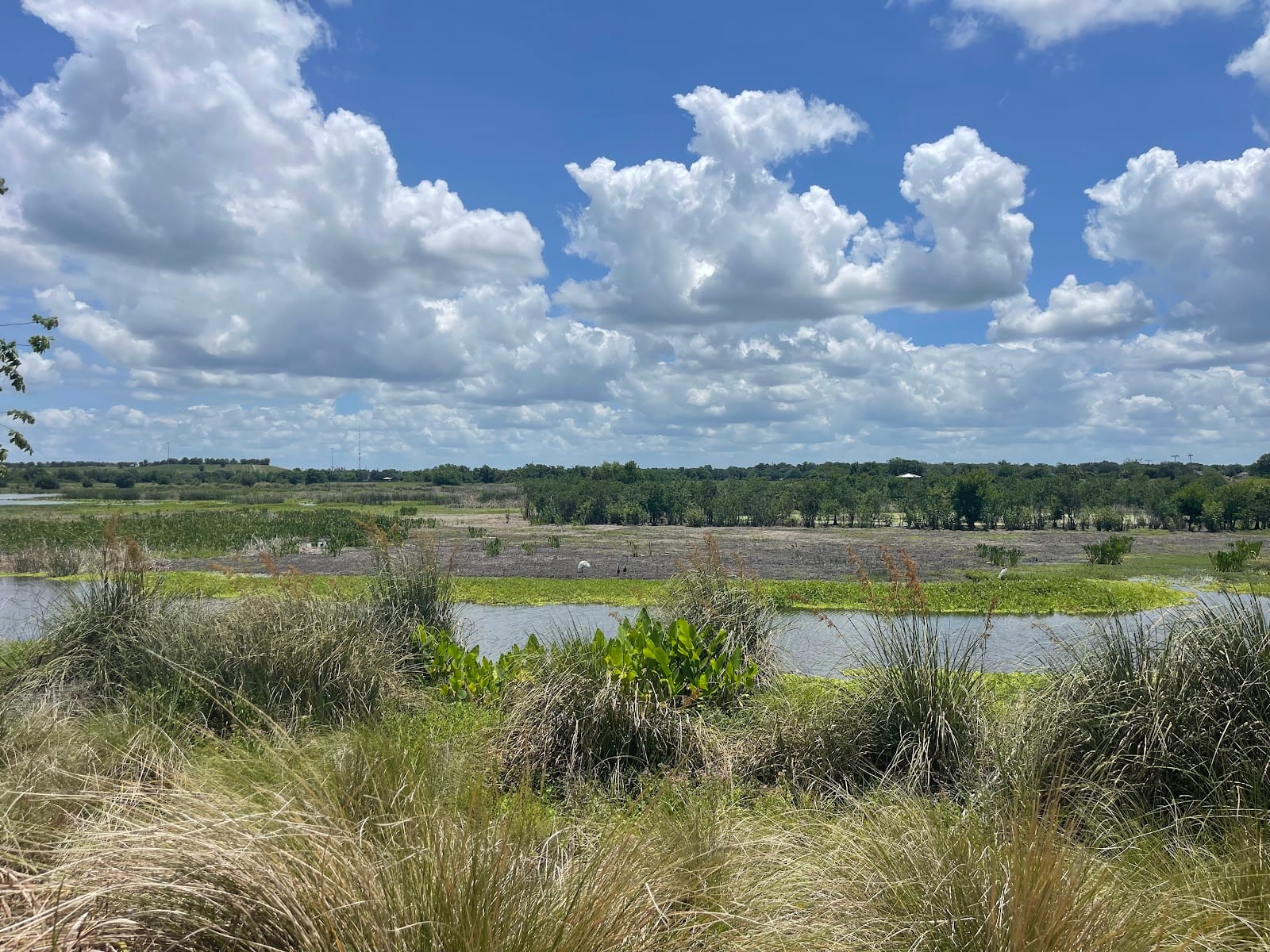 Celery Fields