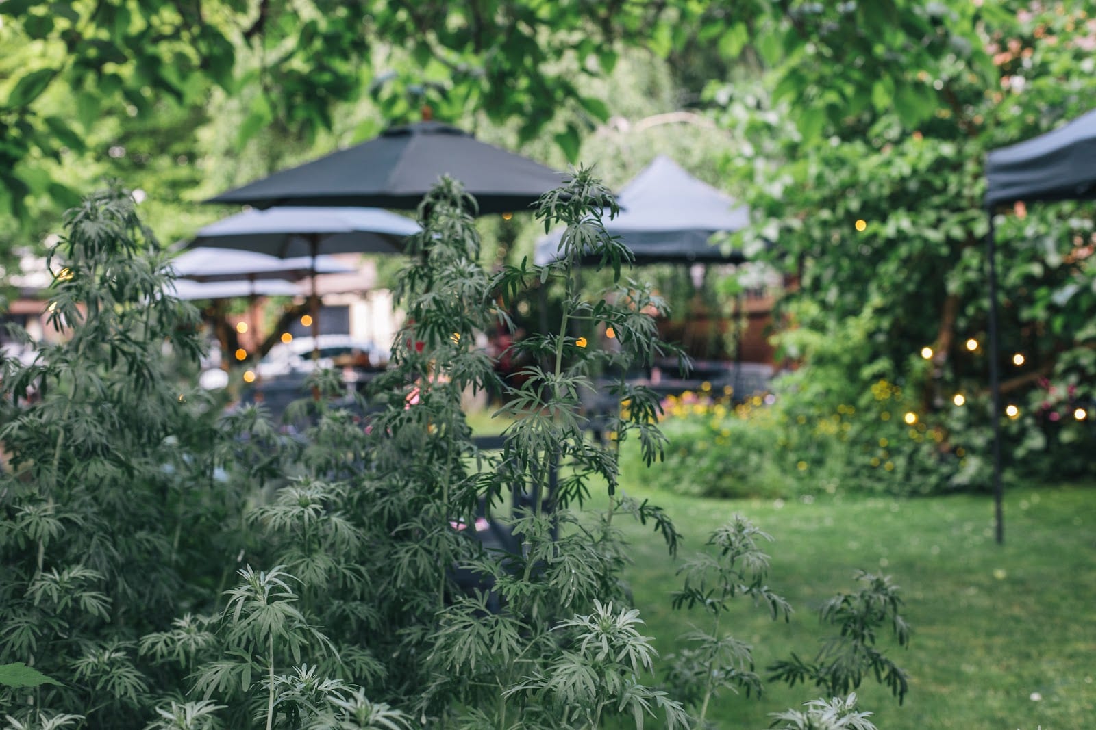 Botanical Garden Bar & Kitchen, photo 2