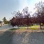 Elkhorn Anesthesia PLLC
