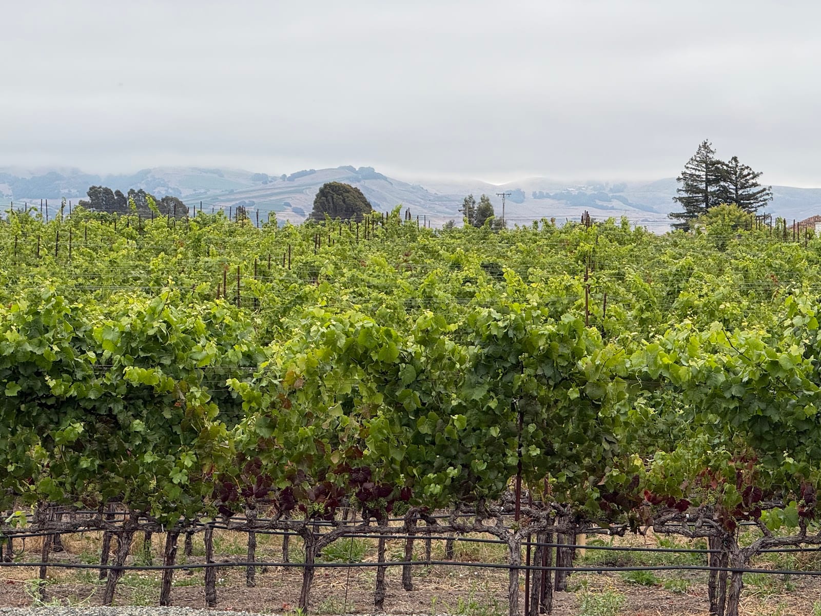 Sleeping Giant Winery, photo 4
