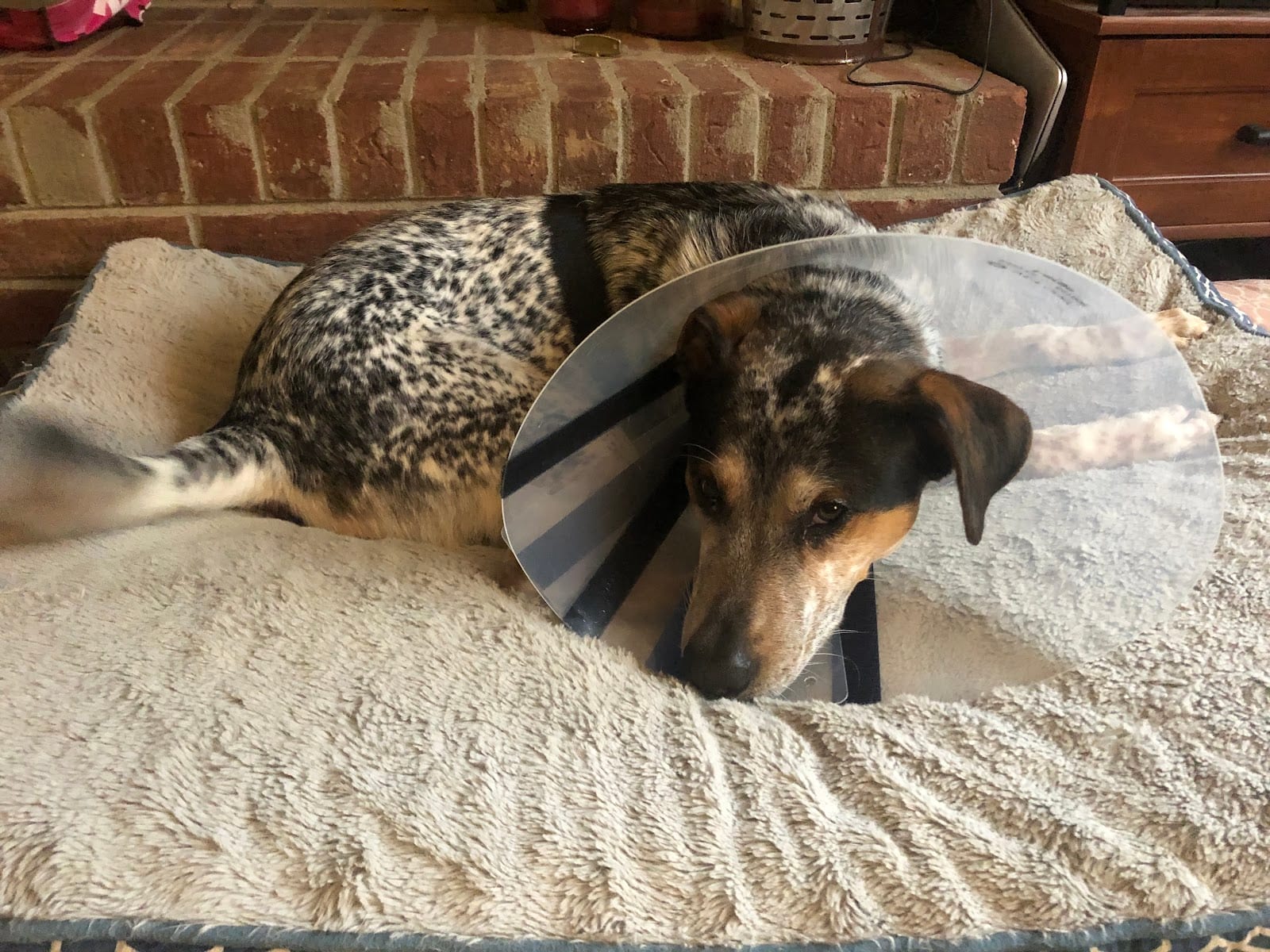 Northwest Georgia Veterinary Emergency Center, photo 4