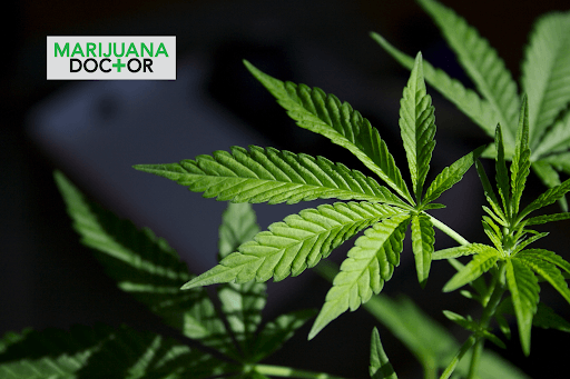 Marijuana Doctor Sarasota South, photo 3