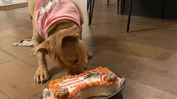 Dogs-N-Donuts