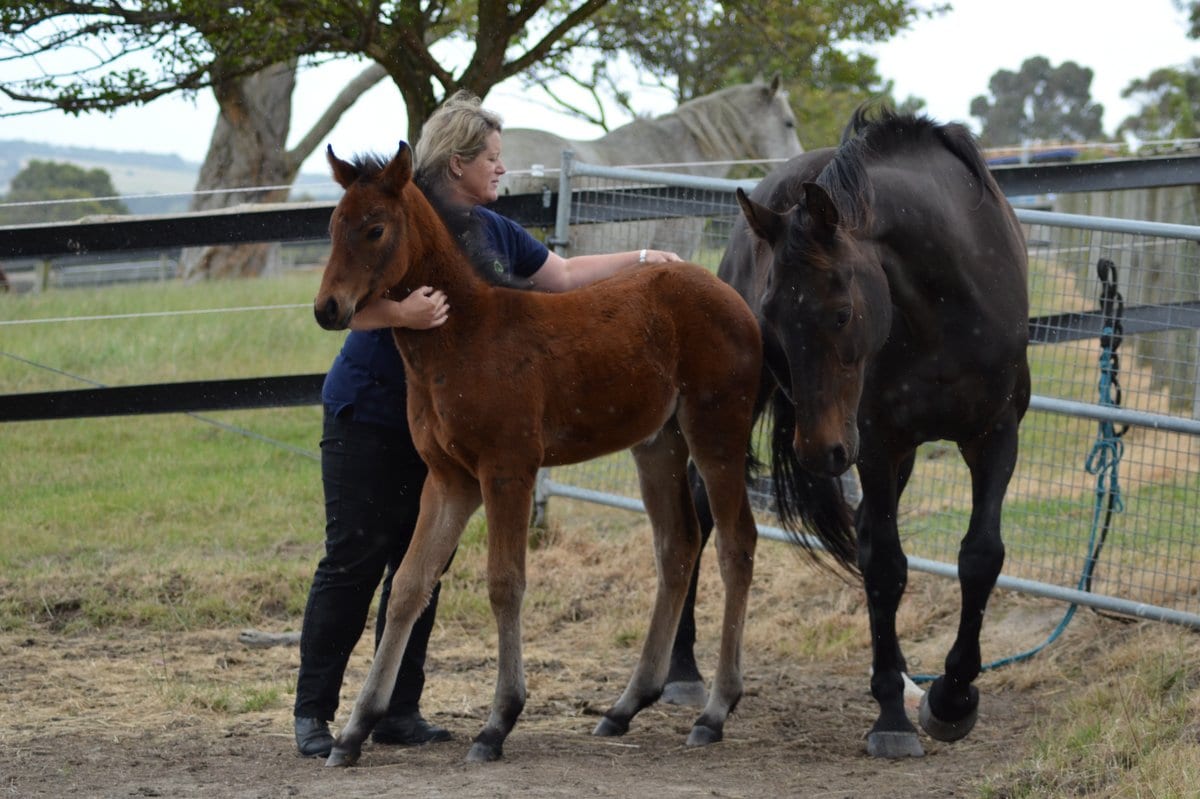 Tiller Kylie DR, photo 2