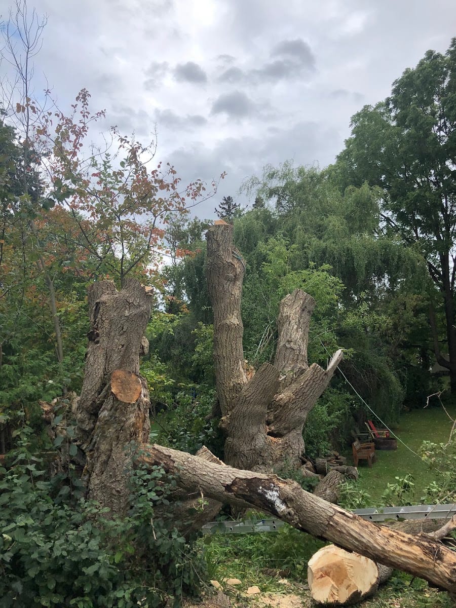 Chosen Landscaping, photo 4