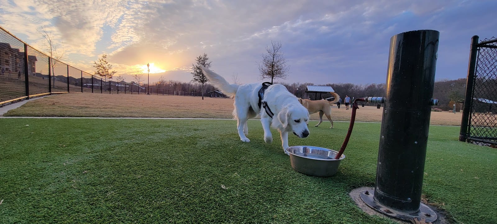 Wood Family Dog Park