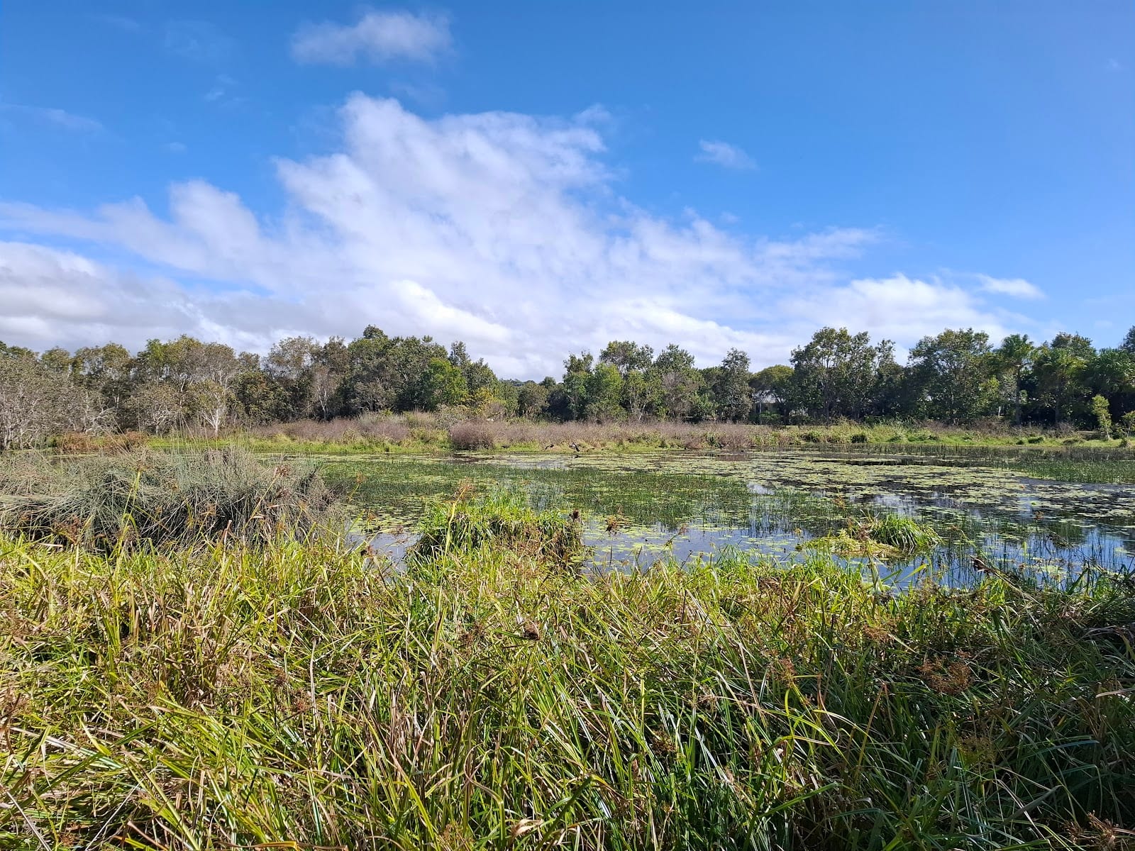 Blacks Beach Constructed Wetlands