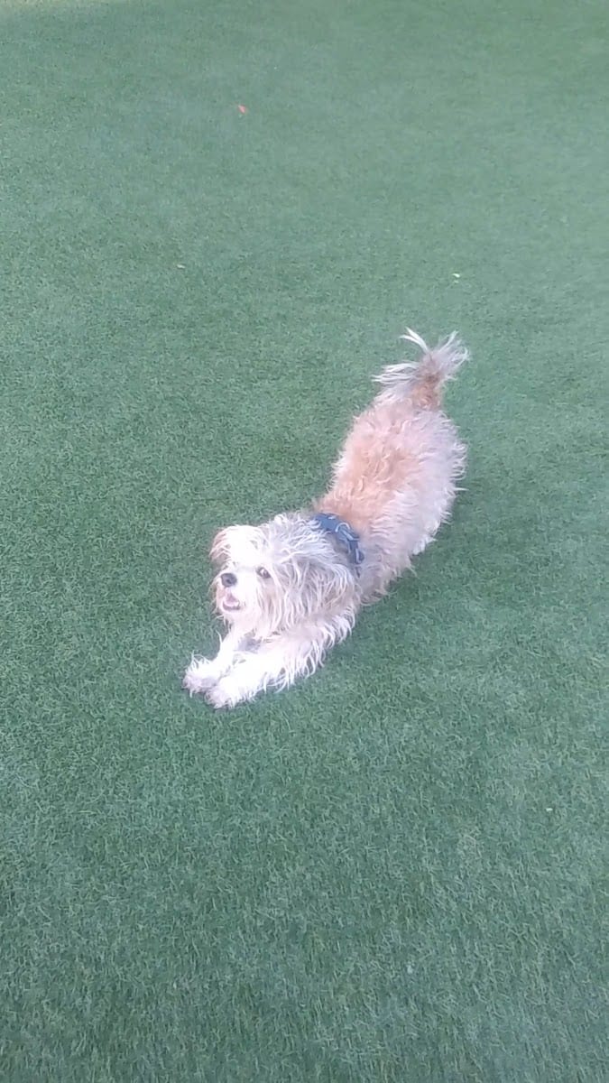 SoMa West Dog Park, photo 2