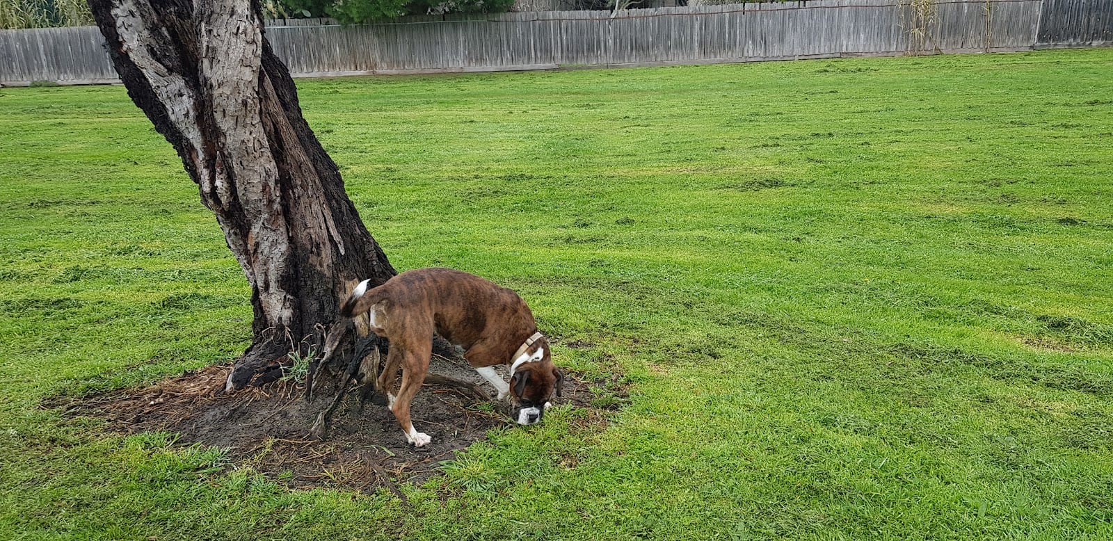 Woodvale Reserve Fenced Off Leash Dog Park