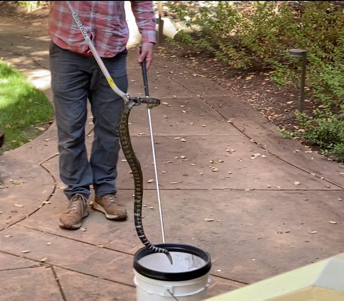 Taylor's Trapping Service, photo 2