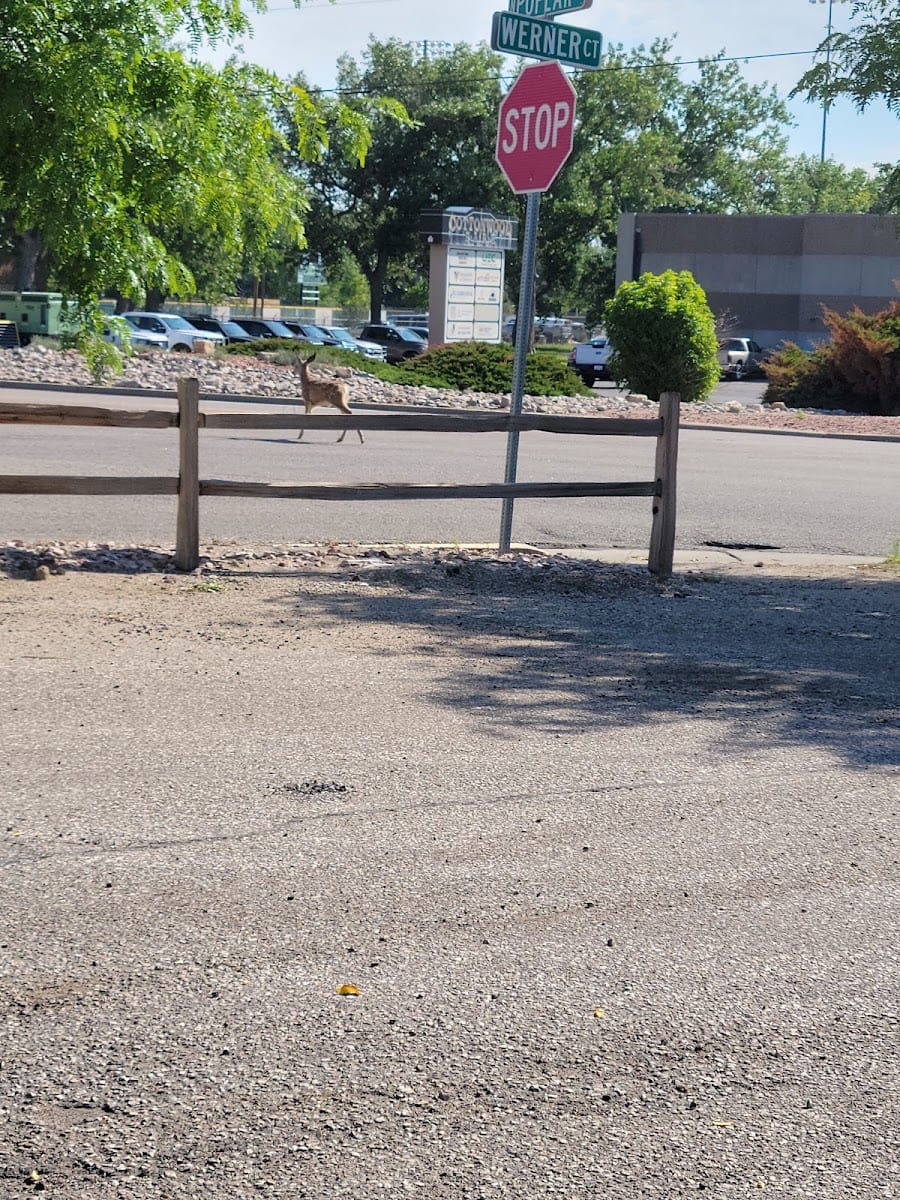Cottonwood Park
