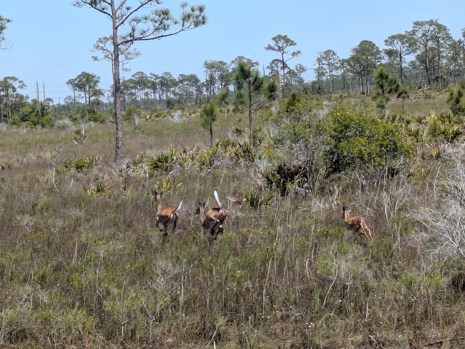 Fred C. Babcock/Cecil M. Webb Wildlife Management Area, photo 3