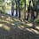 bryan jackson tree service
