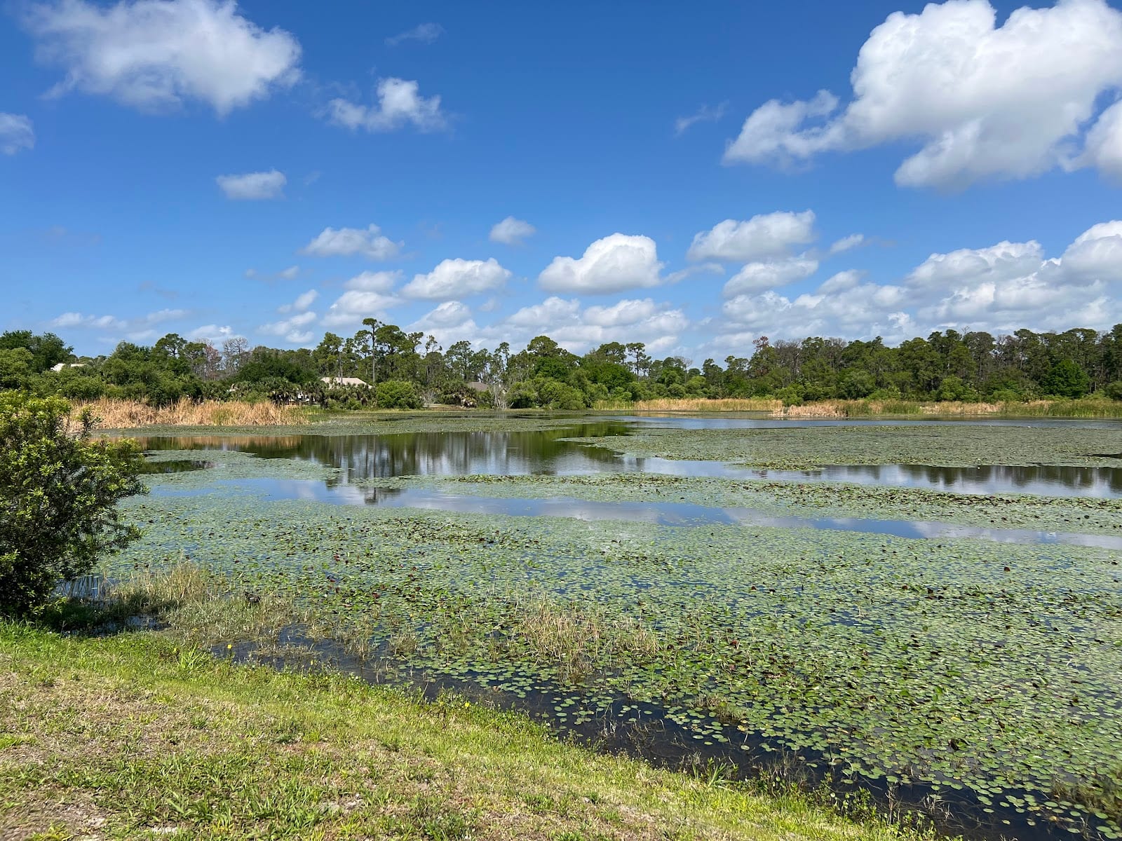 Ollie's Pond Park, photo 3