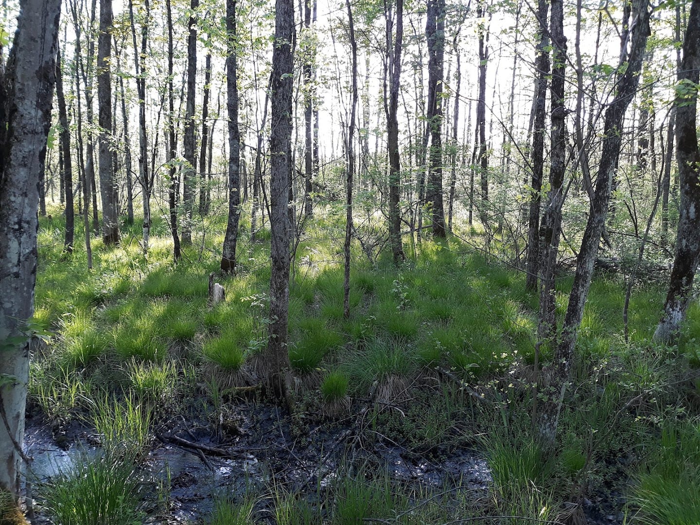 Driscoll RD Kayak Access point, photo 3