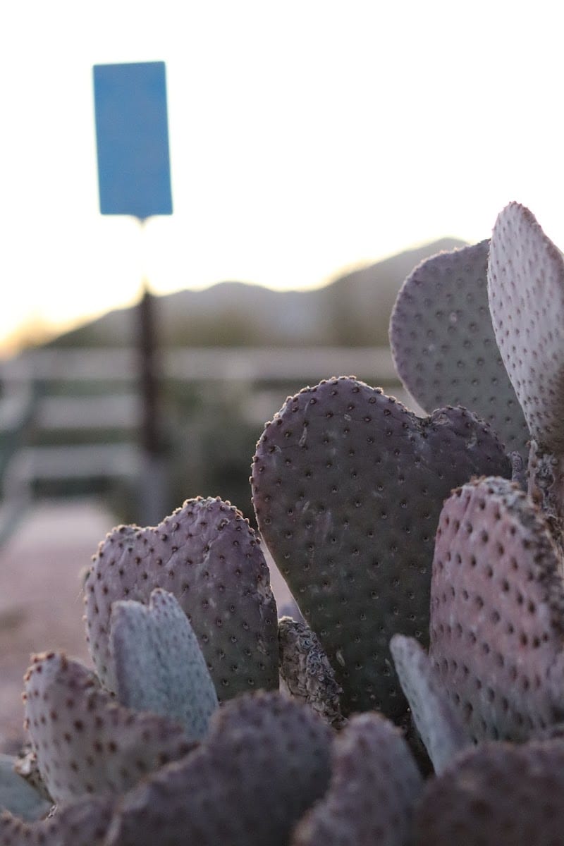 Scottsdale Bike Path, photo 3