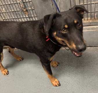 Help Find Diesel A New Home