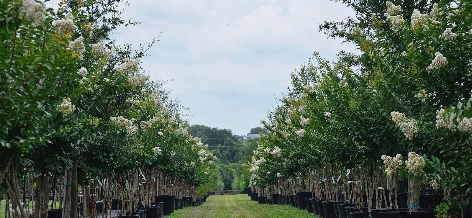 PermaVista Trees LLC, photo 3