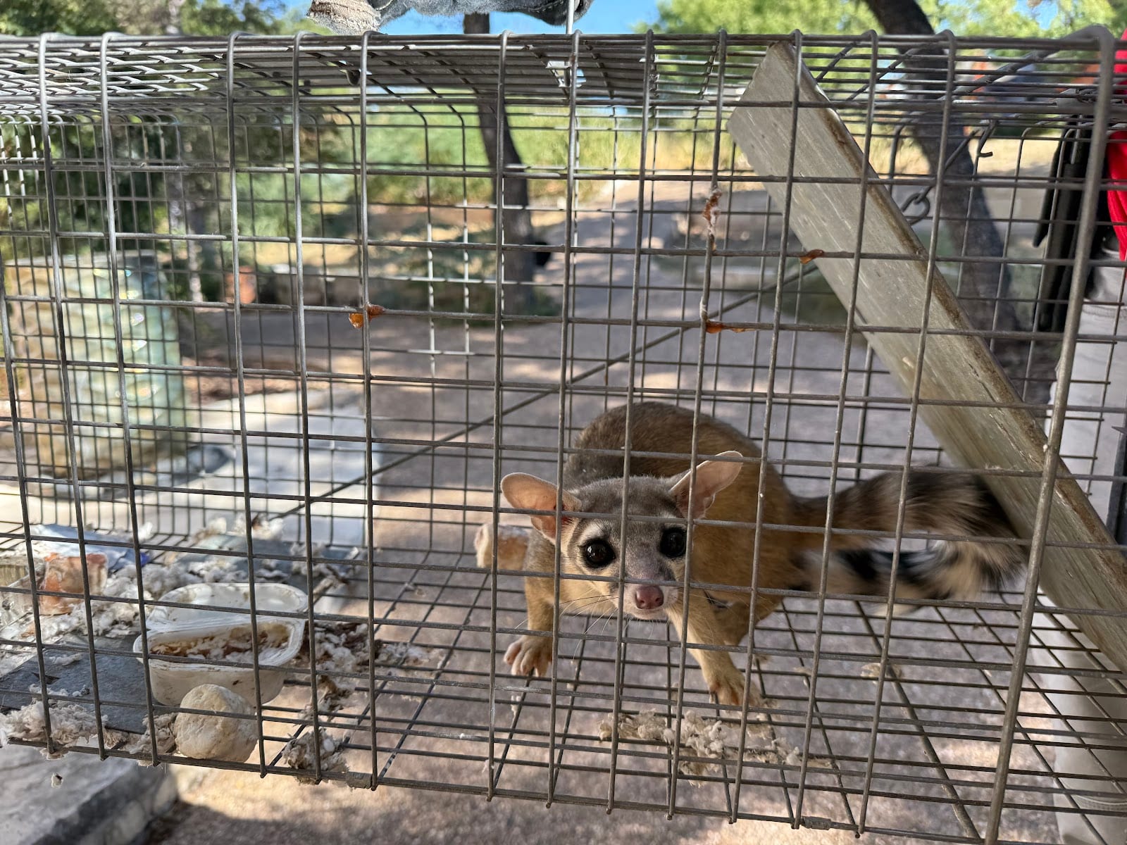 MB Wildlife Control