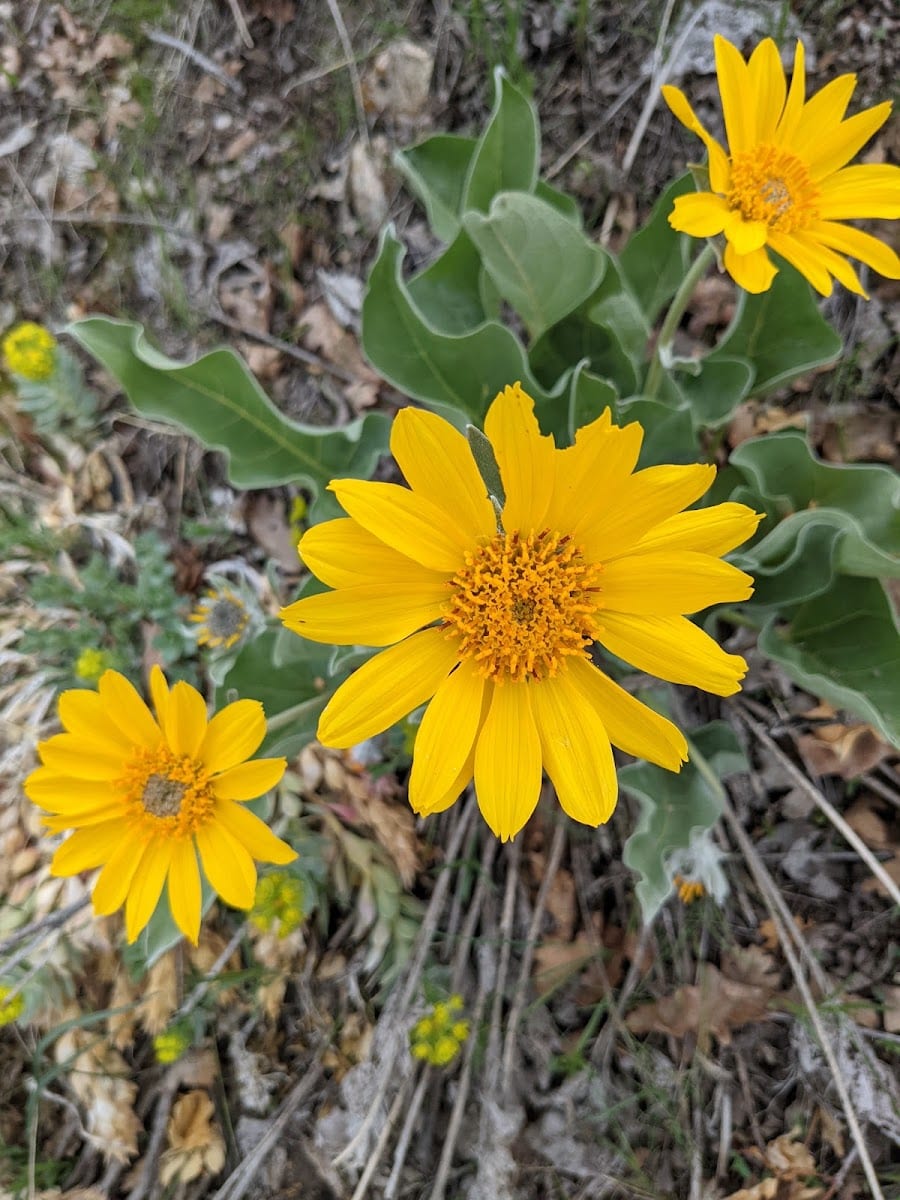 Lower City Creek Nature Park, photo 4