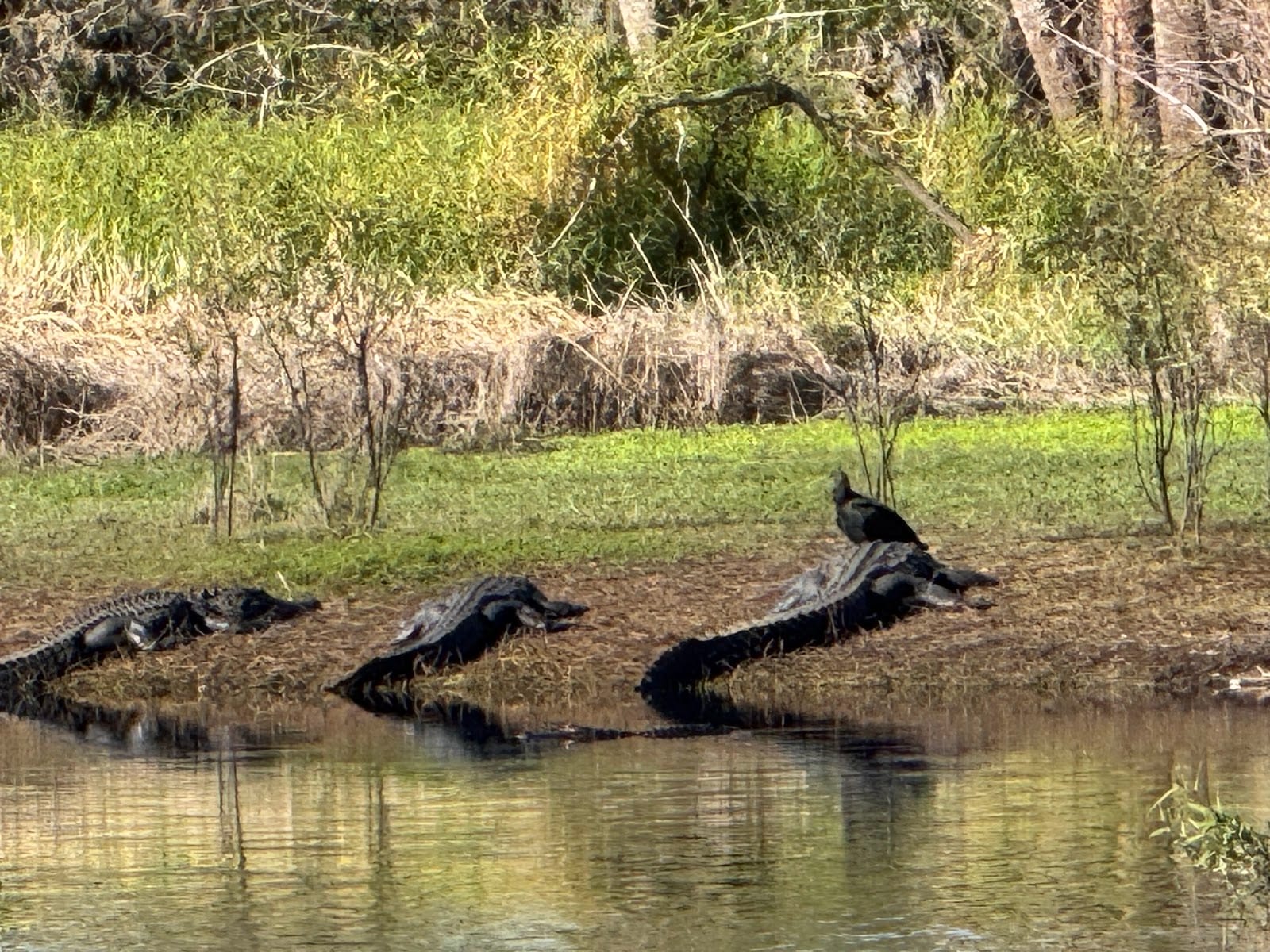 Myakka River State Park, photo 3