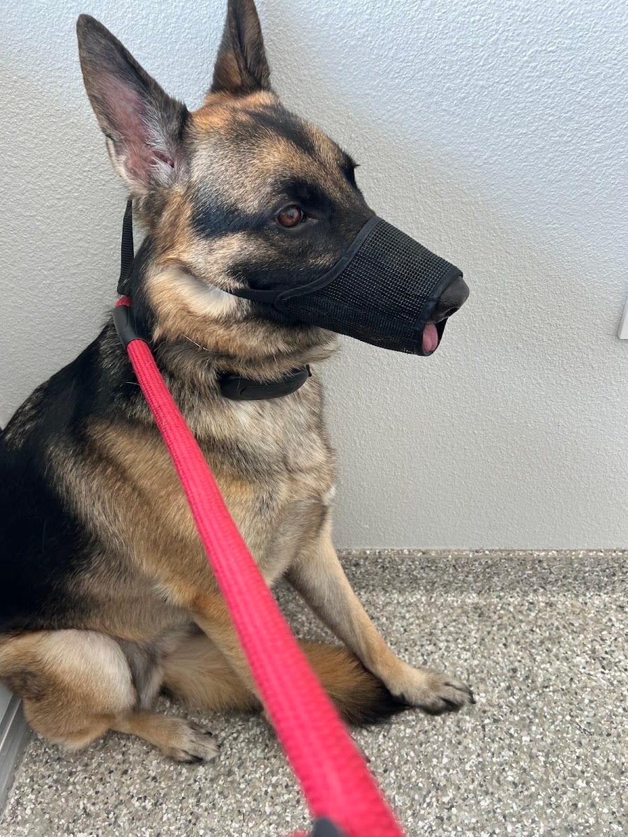 Wellness Animal Hospital - Palmer Ranch