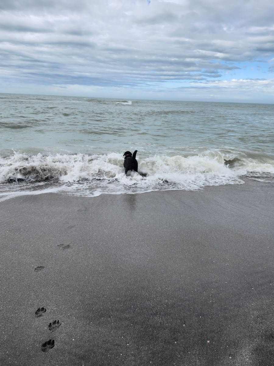 Paw Park Beach
