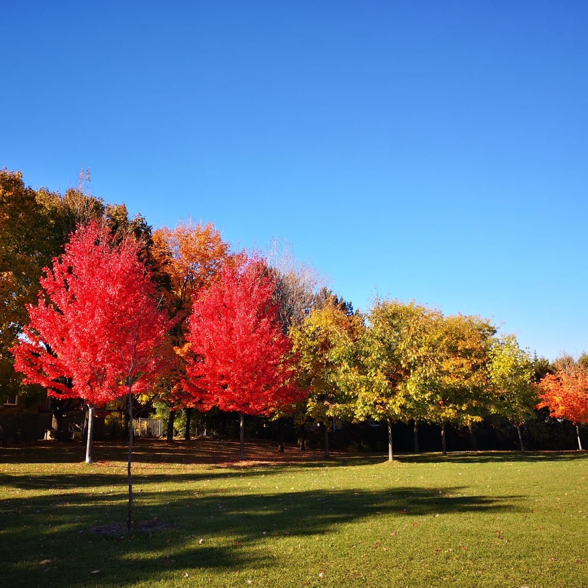 Mossgrove Park, photo 2